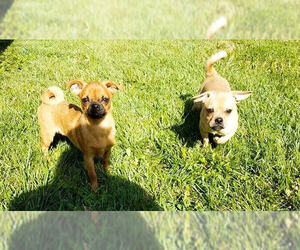 Chug Dogs for adoption in Cincinnati, OH, USA