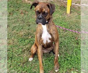 Boxer Dogs for adoption in Madisonville, TN, USA