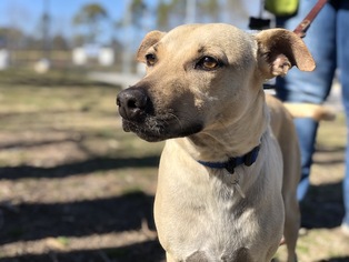 Black Mouth Cur Dogs for adoption in Hampton Bays, NY, USA