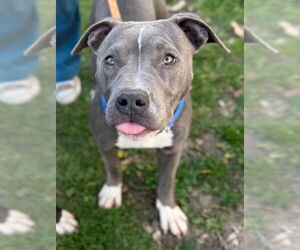 American Pit Bull Terrier Dogs for adoption in Woodland, CA, USA