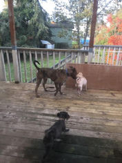 Medium Photo #1 American Pit Bull Terrier-Labrador Retriever Mix Puppy For Sale in Seattle, WA, USA