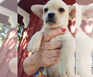 Chihuahua-Unknown Mix Dogs for adoption in Lakeport, CA, USA