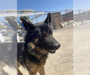 German Shepherd Dog Dogs for adoption in Stockton, CA, USA