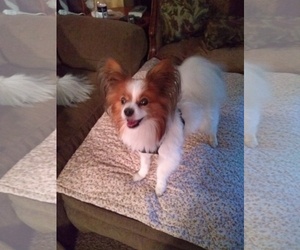 Papillon Dogs for adoption in Guilford, CT, USA