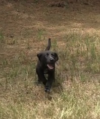 Small Coonhound-Labrador Retriever Mix