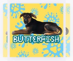 Doberman Pinscher-Unknown Mix Dogs for adoption in Anchorage, AK, USA