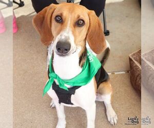 Beagle-Unknown Mix Dogs for adoption in Washington, DC, USA