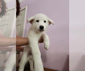 Mutt Dogs for adoption in The Woodlands, TX, USA