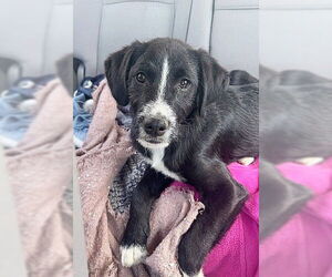 Border Collie-Unknown Mix Dogs for adoption in Genesee, WI, USA
