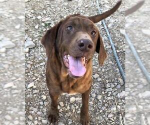 Chocolate Labrador retriever-Unknown Mix Dogs for adoption in Waldron, AR, USA