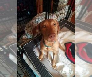 Labralas Dogs for adoption in Catasauqua, PA, USA