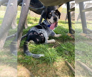 Bagle Hound Dogs for adoption in Westwood, NJ, USA