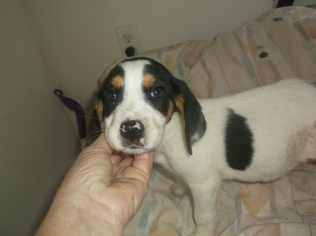 Medium Photo #1 Bocker Puppy For Sale in Bonifay, MO, USA