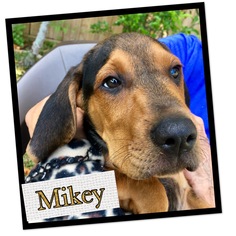 Beagle-Bloodhound Mix Dogs for adoption in Seminole, FL, USA