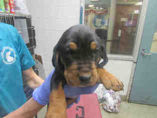 Black and Tan Coonhound Dogs for adoption in Oklahoma City, OK, USA