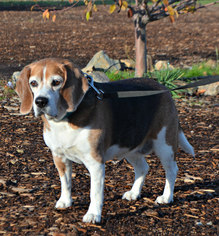 Beagle Dogs for adoption in Yreka, CA, USA