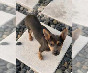 Miniature Pinscher-Unknown Mix Dogs for adoption in Fort Lauderdale, FL, USA