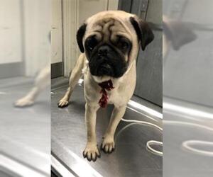 Pug Dogs for adoption in Long Beach, CA, USA