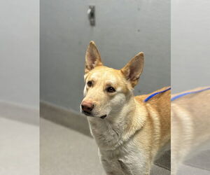 German Shepherd Dog-Siberian Husky Mix Dogs for adoption in Las Vegas, NV, USA