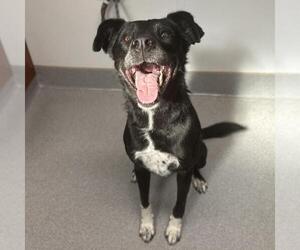 Labrador Retriever-Unknown Mix Dogs for adoption in Rancho Cucamonga, CA, USA