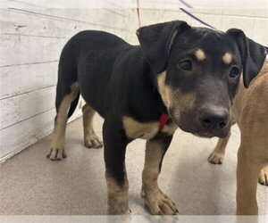 German Shepherd Dog-Unknown Mix Dogs for adoption in San Bernardino, CA, USA