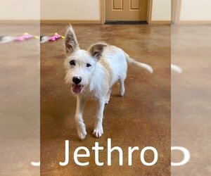 Mutt Dogs for adoption in Mountain View, AR, USA