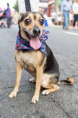American Rat Pinscher Dogs for adoption in Centreville, VA, USA