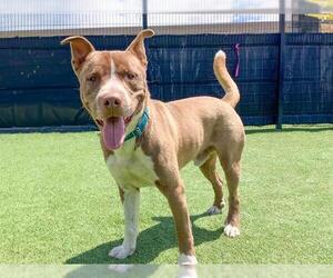 American Pit Bull Terrier-Unknown Mix Dogs for adoption in Orange, CA, USA