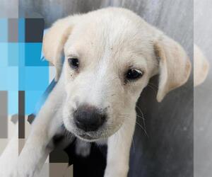 American Staffordshire Terrier-Unknown Mix Dogs for adoption in San Antonio, TX, USA