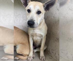 German Shepherd Dog-Unknown Mix Dogs for adoption in Oklahoma City, OK, USA