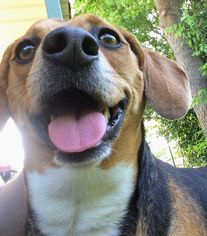 Beagle Dogs for adoption in Euless, TX, USA
