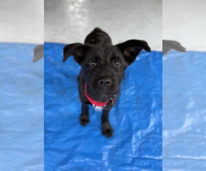 Labrador Retriever-Unknown Mix Dogs for adoption in Wakefield, RI, USA