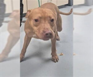 Mutt Dogs for adoption in St. Cloud, FL, USA