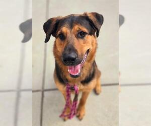 German Shepherd Dog-Unknown Mix Dogs for adoption in Sacramento, CA, USA