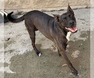 Boston Terrier-German Shepherd Dog Mix Dogs for adoption in Aurora, IL, USA