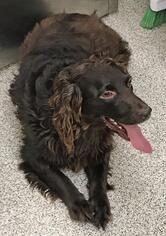 Boykin Spaniel Dogs for adoption in Westminster, MD, USA