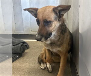 German Shepherd Dog Dogs for adoption in San Bernardino, CA, USA
