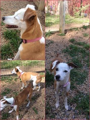 Jack Russell Terrier Dogs for adoption in Berkeley Springs, WV, USA
