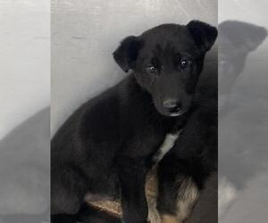 Border Collie Dogs for adoption in Bakersfield, CA, USA