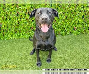 Labrador Retriever Dogs for adoption in West Palm Beach, FL, USA