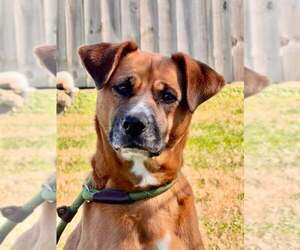 Mutt Dogs for adoption in Abbeville, LA, USA