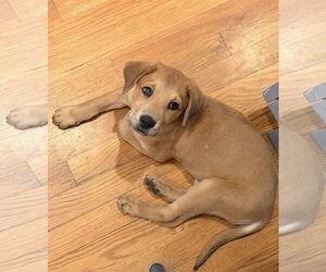 Labrador Retriever-Unknown Mix Dogs for adoption in Fort Worth, TX, USA