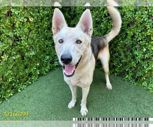 German Shepherd Dog-Unknown Mix Dogs for adoption in West Palm Beach, FL, USA