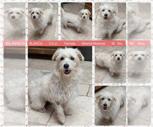 Maltese-Unknown Mix Dogs for adoption in Mesa, AZ, USA