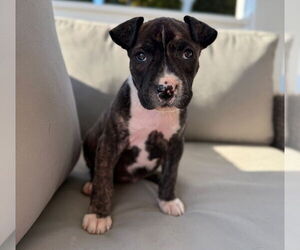 American Pit Bull Terrier-American Staffordshire Terrier Mix Dogs for adoption in Chester, VA, USA