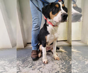 Mutt Dogs for adoption in Linton, IN, USA