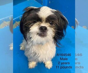Shih Tzu-Unknown Mix Dogs for adoption in Calgary, Alberta, Canada