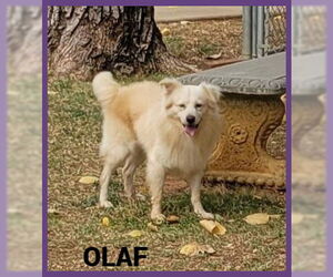 Australian Shepherd-Unknown Mix Dogs for adoption in Granbury, TX, USA