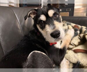 Lab'Aire Dogs for adoption in Lakewood, CO, USA