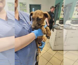 Black and Tan Coonhound Dogs for adoption in Newton, NC, USA